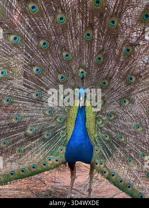 A majestic Indian peafowl, or peacock, proudly displays its spectacular, iridescent tail feathers in a full, captivating fan. This stunning close-up c Stock Photo