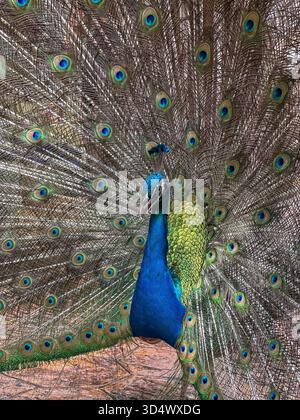 A magnificent Indian peacock proudly displays its stunning, iridescent tail feathers in a full, elaborate fan. The vibrant plumage features intricate Stock Photo