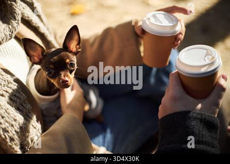 Caucasian young adult woman holding small brown dog while sitting outdoors, boyfriend handing takeaway coffee cup, both engaging in casual conversation Stock Photo