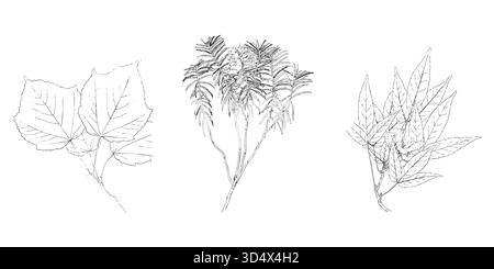 Vector collection of three distinct plant sketches. Includes various leaf shapes from different trees and shrubs, rendered in detailed line art style Stock Vector