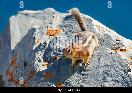 A close-up of a Golden-mantled Ground Squirrel on a rock with orange lichen. The deep blue of Saint Mary Lake is blurred in the background. Taken in Glacier National Park Stock Photo