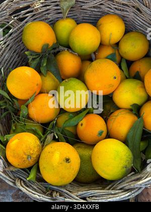 Fresh Oranges in Rustic Wicker Basket Stock Photo
