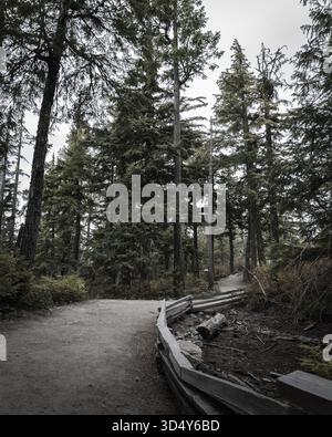 View of a winding dirt path curves through a dense forest of towering evergreens under an overcast sky, Squamish, British Columbia, Canada. Stock Photo