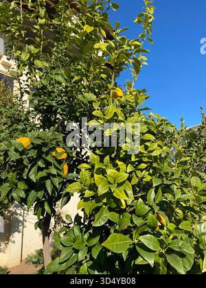 Lemon tree full of yellow fruit and vibrant green/yellow foliage against a white wall and clear blue sky on a sunny day. Stock Photo