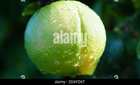 "After the rain! Citrus trees get a bath!" - water droplets cling to the vibrant green and yellow skin of the fruit, creating natural highlights. Stock Photo