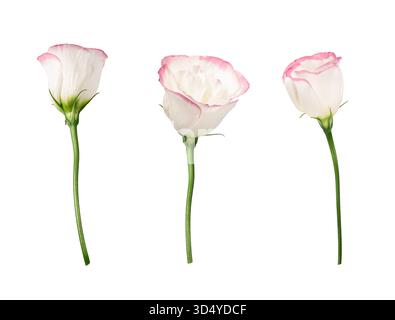 Set of Delicate Eustoma flowers with pink border isolated on white background. Design element for creating floral arrangements, collages, frames. Stock Photo