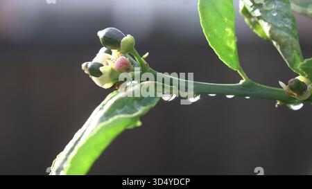 Citrus Blossoms and Tiny Fruits A close look at new growth on a wet branch, glistening with dewdrops after the rain. Stock Photo