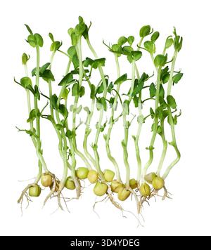 Fresh sprouted pea shoots isolated on white background. Stock Photo