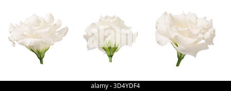 White Eustoma flowers isolated on white background. Set for creating floral arrangements, cards, wedding invitations, designs, collages, floral frames Stock Photo