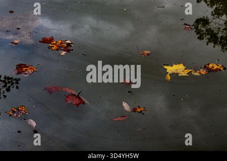 View of autumn leaves floating serenely on the water's surface, reflecting the sky above in a tranquil scene, Sharonville, Ohio, United States. Stock Photo