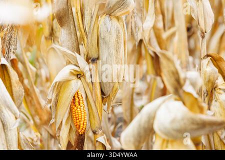 Ripe corn cob in dry husk on stalk. Close-up of golden corn cob on dry stalk in field, symbolizing autumn harvest and rural agriculture. Stock Photo