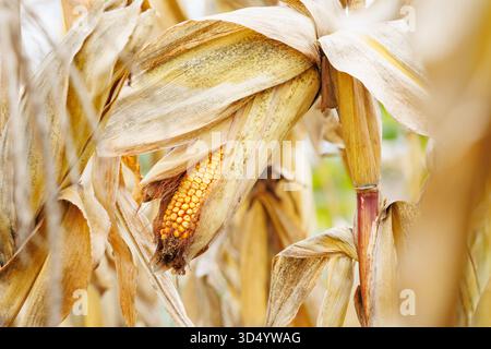 Ripe corn ear with golden kernels on the stalk. Corn cob in the field surrounded by dry husks and leaves. Close-up. Stock Photo