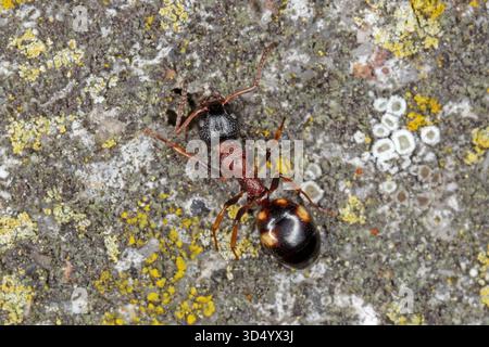 Ant, Dolichoderus quadripunctatus, walking on brick fence. Stock Photo