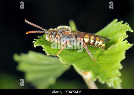 Macro of a beautifully coloured nomad bee female, Nomada flava on green leaf. Stock Photo