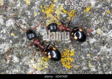 Ant, Dolichoderus quadripunctatus, walking on brick fence. Stock Photo