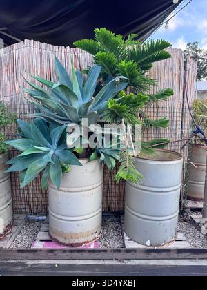 Tall Norfolk Pine Tree growing in Florida Stock Photo - Alamy