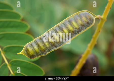 African Senna (Senna didymobotrya) fruit in close-up on the plant Stock Photo