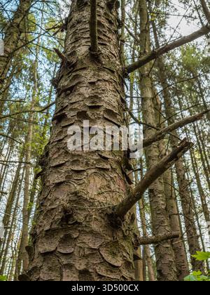 A dramatic low-angle shot of a conifer's thick, textured bark and projecting dead branches in a dense forest. Stock Photo