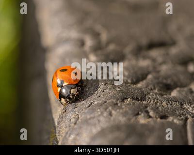 Vibrant spotted ladybug rests on serrated green leaves of garden Prunus ...