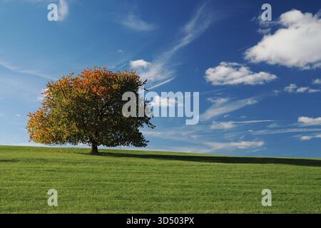 A single deciduous tree with early autumn foliage stands on a gently sloping grassy hill beneath a vivid blue sky with scattered white clouds. Stock Photo