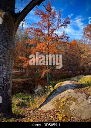 A beautiful autumn landscape on a bright sunny day. European larch, Modryna evropeyska, with bright yellowed needles against a backdrop of forest and Stock Photo
