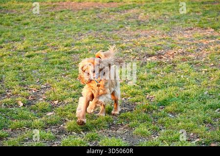 Cocker Spaniel puppy running on the grass in the park. Stock Photo