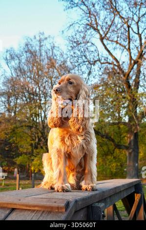 English Cocker Spaniel on a walk in the park at sunset Stock Photo