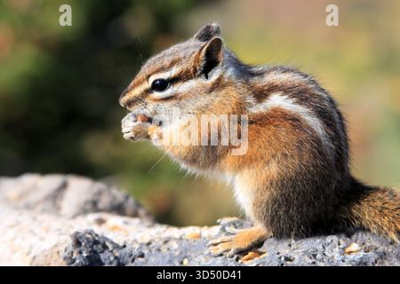 Adorable Brown Chipmunk Chewing on Seed With Green Background Stock Photo