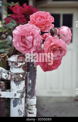 Pin roses blooming against a weathered white iron gate in San Francisco, creating a contrast of soft floras and rustic urban texture Stock Photo