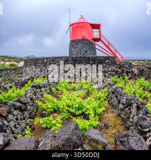 The landscape of the Pico Island Vineyard Culture in Lajido da Criação ...