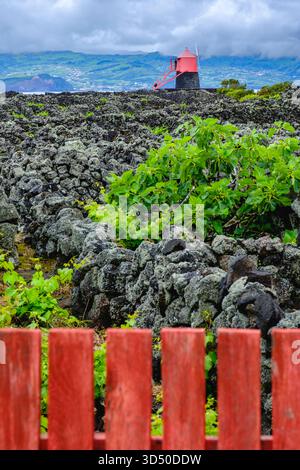 Landscape of the Pico Island Vineyard Culture, World heritage site ...