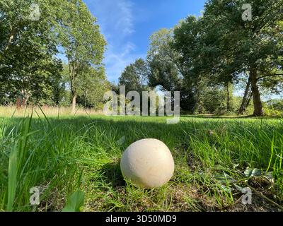 The Giant Puffball, Calvatia gigantea is one of the most easily identifiable wild mushrooms in the UK and is a good edible, highly prized by foragers Stock Photo