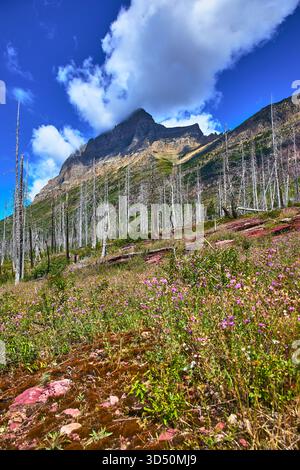 Mountain forest under blue sky and white clouds Stock Photo - Alamy