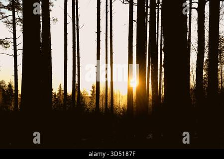 Winter sunrise behind pine tree trunks on a cold Christmas Eve morning in Finnish forest. Stock Photo