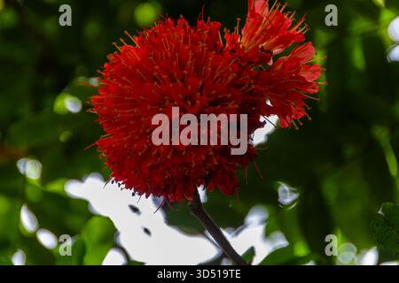 Spherical, Bright Red Tropical Flower Cluster Covered in Filaments and Stamen Stock Photo