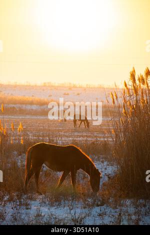 Three horses silhouetted against a bright, warm golden-hour sky, grazing in a snowy field with tall, dry reeds prominently lit in the foreground Stock Photo