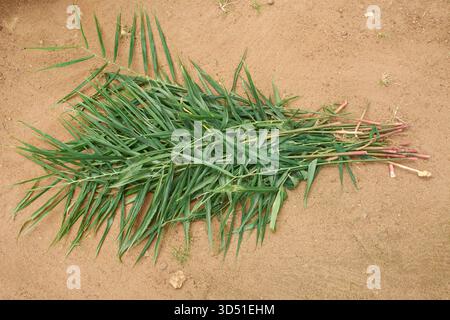 bundle of dark green ginger plant leaves and stems lying on rough reddish-brown ground, pale pink cut stems from harvesting, agriculture and culinary Stock Photo