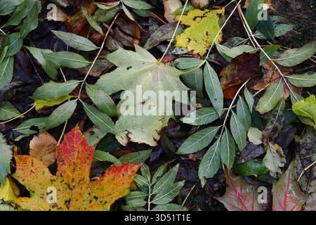 Deciduous leaf litter on the ground in autumn, UK Stock Photo