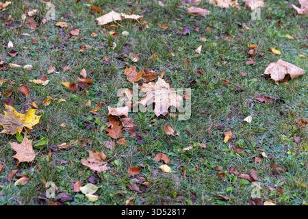 falling to the ground yellow and orange foliage of maples , linden tree and rowan tree in leaf fall Stock Photo