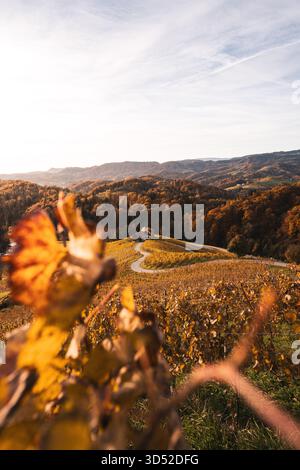 Sonnenaufgang an der sogenannten "Herzerl-Straße" auf der slowenischen Seite des Südsteirischen Weinlands mit Weinreben im Herbst am 29.10.2025 nahe Zgornja Kungota in Slowenien. // Sunrise at the so-called "Herzerl-Straße" (Little Heart Road) on the Slovenian side of the South Styrian wine region, with grapevines in autumn, on October 29, 2025, near Zgornja Kungota in Slovenia. - 20251029 PD23277 Stock Photo
