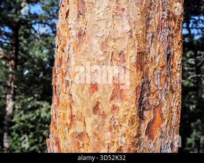 Close up of Scots pine tree bark with orange brown peeling texture in sunlight showing rough natural surface detail and forest background of evergreen Stock Photo