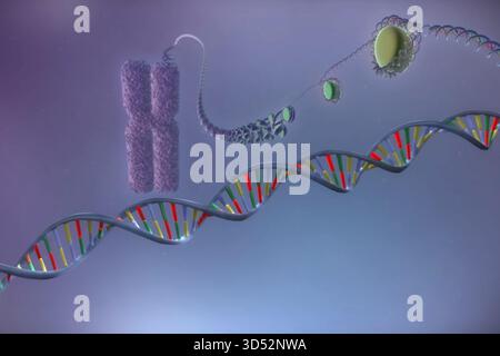 Image of the structure of chromosome and dna molecules, illustration of a molecule Stock Photo