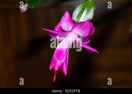 The Christmas Cactus is a popular indoor pot-plant in many households. They give a profuse display of vivid pink flowers bringing colour into the home Stock Photo