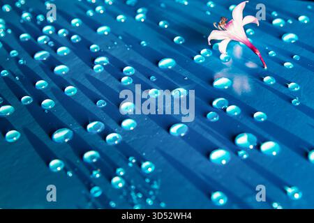 Blue water drops with long shadows and delicate flower creating spa wellness background Stock Photo