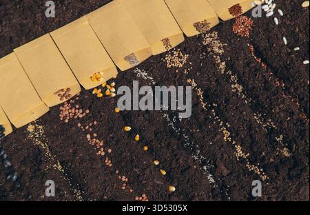 Sow different seeds in the garden. Selective focus. Nature. Stock Photo