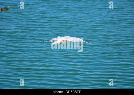 Graceful seagull glides across the peaceful Danube River, mirrored perfectly in the tranquil blue water beneath the morning light. Stock Photo