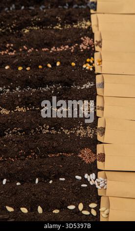 Sow different seeds in the garden. Selective focus. Nature. Stock Photo