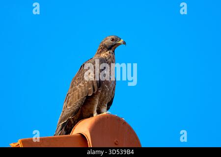Majestic Black Eagle Perched Against Clear Blue Sky Stock Photo