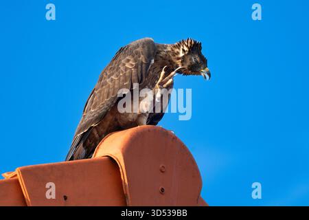 Majestic Black Eagle Perched Against Clear Blue Sky Stock Photo