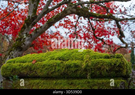 Moss-covered stone with vibrant red autumn leaves in the background. Stock Photo